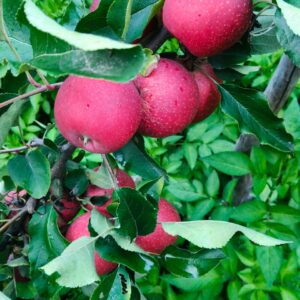 Famous Shimla Apples from Himachal (Govt. Certified Organic)